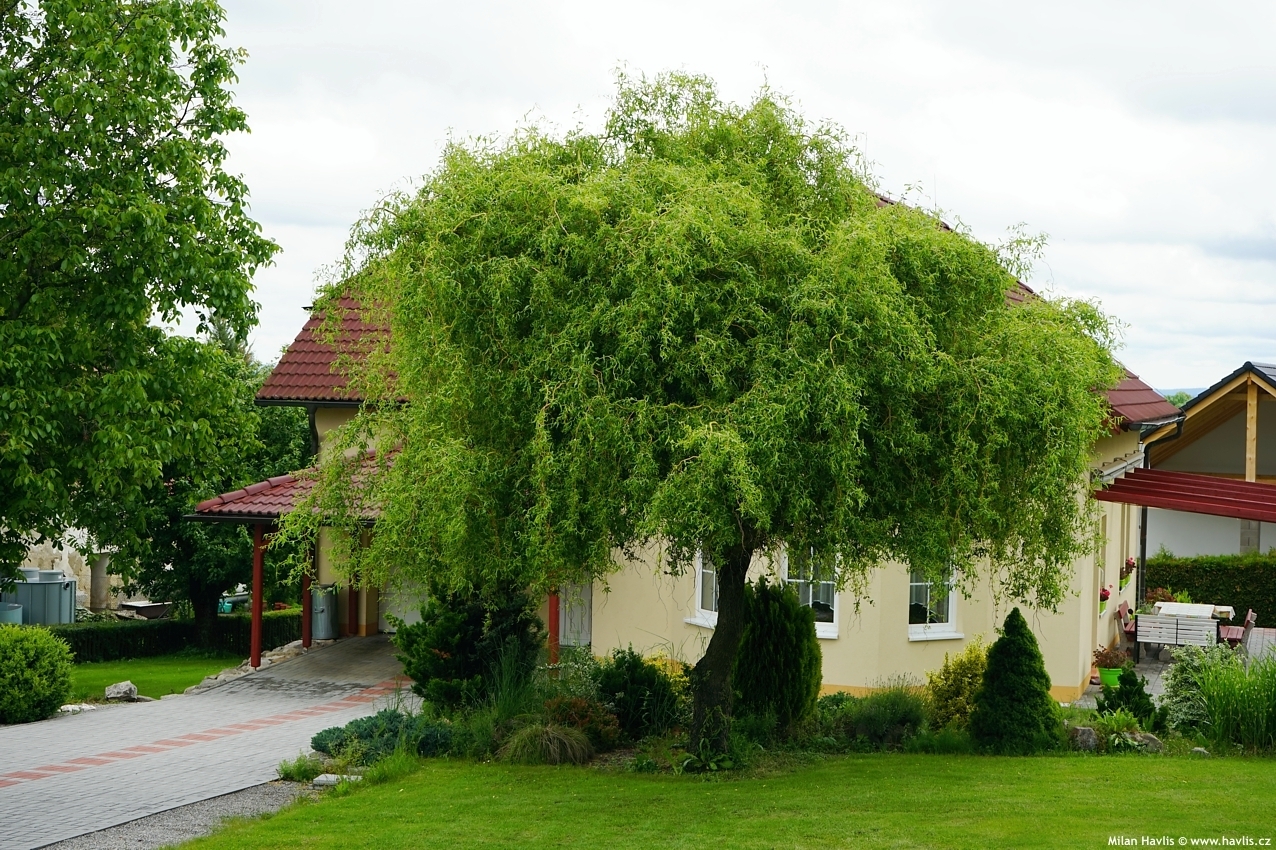 Salix Matsudana Kovrdzava Vrba