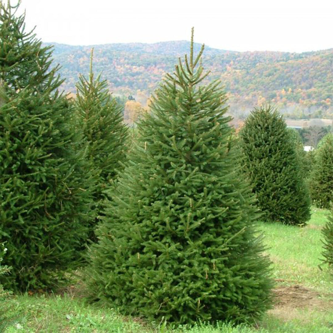 Picea Abies