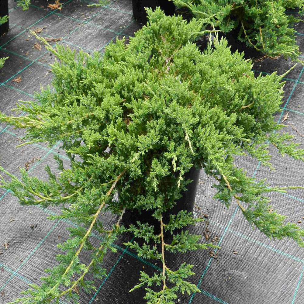 Juniperus horizontalis - Princ of Wales