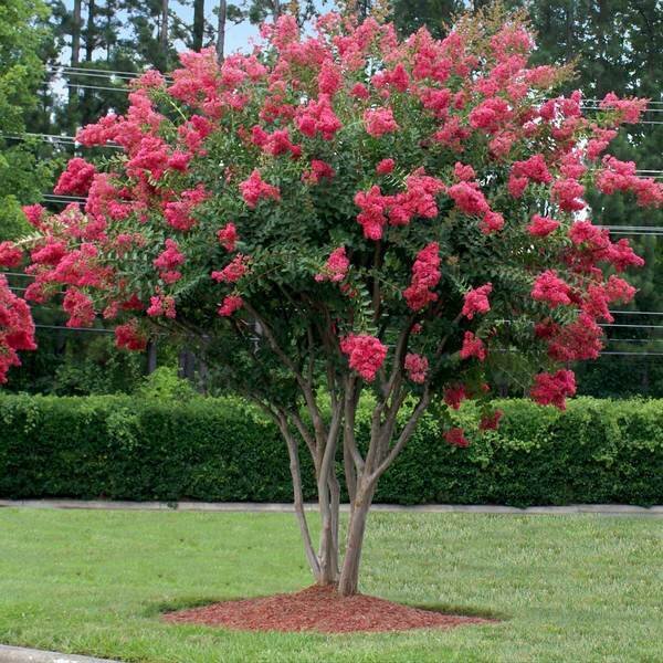 Lagerstroemia indica ( Indijski jorgovan)