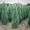 Juniperus scopulorum - Blue Arrow