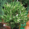 Juniperus chin. &quot;Expansa Variegata&quot;