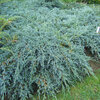 Juniperus squamata &quot;Blue Carpet&quot;