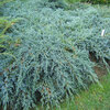 Juniperus squamata &quot;Blue Carpet&quot;