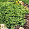 Juniperus horizontalis - Princ of Wales