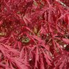 Acer palmatum dissectum  - Garnet