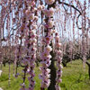 Prunus &quot;Kiku Shdare&quot;- Padajuca Japanska Tresnja