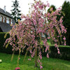 Prunus &quot;Kiku Shdare&quot;- Padajuca Japanska Tresnja