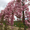 Prunus &quot;Kiku Shdare&quot;- Padajuca Japanska Tresnja