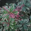 Pieris japonica- Little Heath