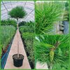 Pinus nigra - Brepo