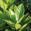 Prunus laurocerasus - Greentorch