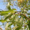 Salix matsudana - Kovrdzava Vrba