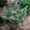 Euonymus fortunei &quot;Emerald Gaiety&quot;