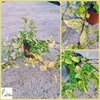 Lonicera japonica &quot;Aureoreticulata&quot;- Sarenolisni orlovi nokti