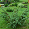 Juniperus squamata - Meyeri