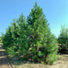 Pinus Nigra - Crni Bor