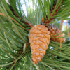 Pinus Nigra - Crni Bor