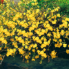 Jasminum nudiflorum - Zimski jasmin