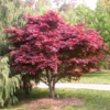 Acer Palmatum Atropurpureum - Crveni Japanski Javor