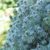 Picea glauca Sander  Blue