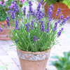 Lavandula angustifolia - Hidcote 