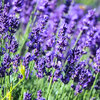 Lavandula angustifolia - Hidcote 