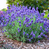 Lavandula angustifolia - Hidcote 