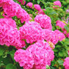 Hortenzija roze