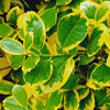 Ilex aquifolium  - Golden van Tol