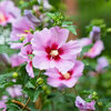 Baštenski hibiskus roze