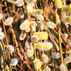 Salix carpea pendula  Kilmarnock - padajuca vrba