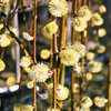Salix carpea pendula  Kilmarnock - padajuca vrba