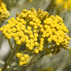 Smilje - Helichrysum arenarium P10