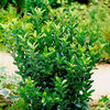 Euonymus japonicus - Green Spire 