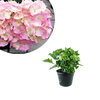 Hydrangea macrophylla -  Soft  Blue Power Pink 