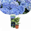 Hydrangea macrophylla -  Early Blue