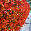 Photinia  fraseri  - Red Robin 30-50cm P10