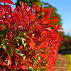 Photinia  fraseri  - Red Robin 30-50cm P10