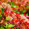 Photinia  fraseri  - Red Robin 30-50cm P10