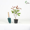 Photinia  fraseri  - Red Robin 30-50cm P10