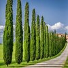 Cupressus Sempervirens Totem - Italijanski Čempres 60-80cm