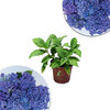 Hydrangea macrophylla -  Early Blue