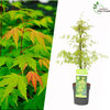 Acer Palmatum - Japanski Javor 1.6m