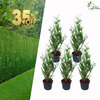 5 x Cupressocyparis leylandii 60-80cm