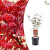 Acer Palmatum Atropurpureum - Crveni Japanski Javor 50cm