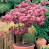 Acer Palmatum Atropurpureum - Crveni Japanski Javor 120cm