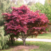 Acer Palmatum Atropurpureum - Crveni Japanski Javor 120cm