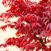 Acer Palmatum Atropurpureum - Crveni Japanski Javor 120cm