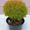 Thuja Teddy Gold